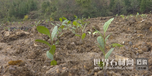 安龍生態(tài)修復(fù)